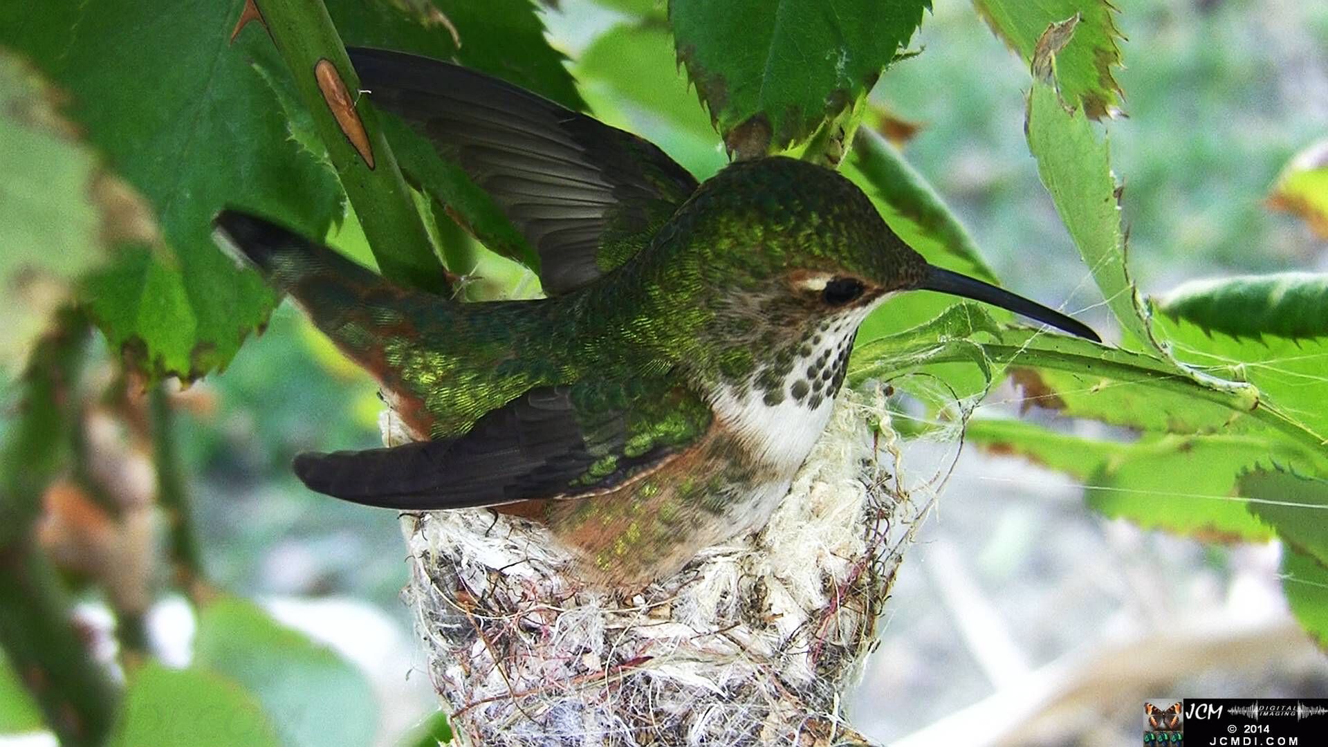 Allen's Hummingbird female in nest 